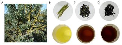 Identification and Characterization of the Bioactive Polyphenols and Volatile Compounds in Sea Buckthorn Leaves Tea Together With Antioxidant and α-Glucosidase Inhibitory Activities